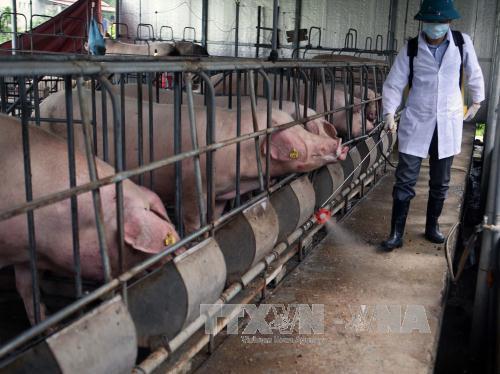 Cảnh báo nguy cơ bùng phát dịch bệnh trên đàn gia súc 